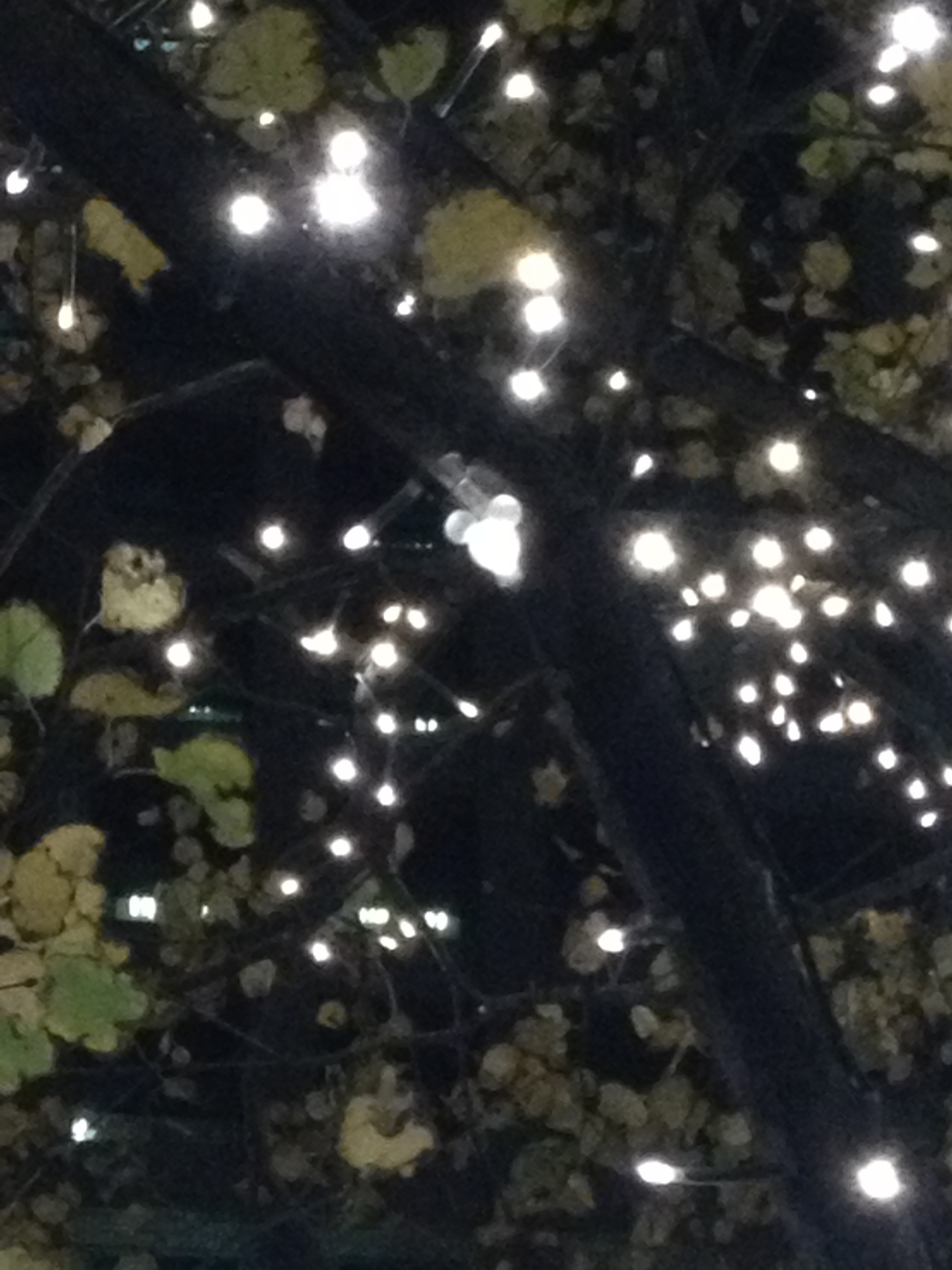 20131120-230446.jpg