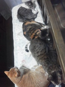 写真neko