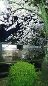 sakura