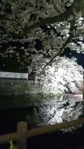 sakura2