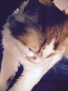 ねこ