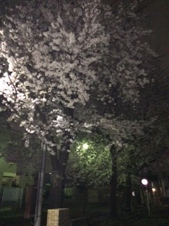 夜桜