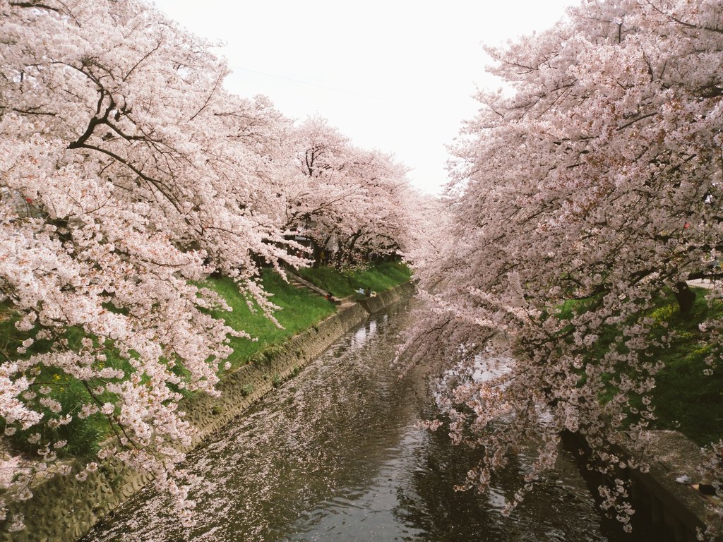 IMG_20160405_142523.jpg image