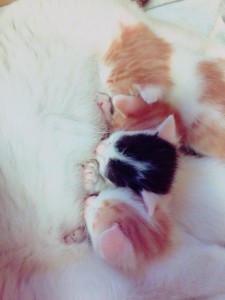 子猫ちゃんたち