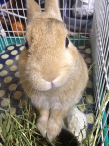 大貫ぽんちゃん